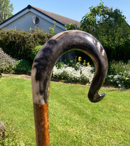Herdwick rams horn crook - horn,