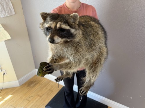 Raccoon taxidermy mount - raccoon,