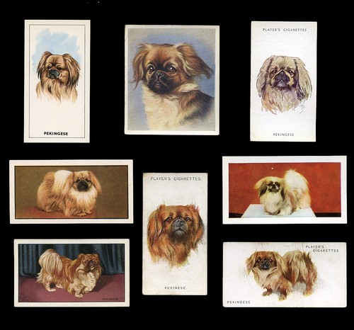 Pekingese peke chinese - pekingese, dog