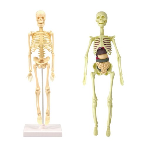 Human skeleton model body - human,