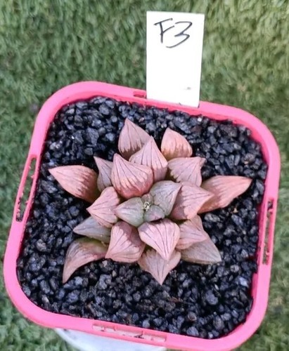 Haworthia atrofusca mutant - atrofusca,