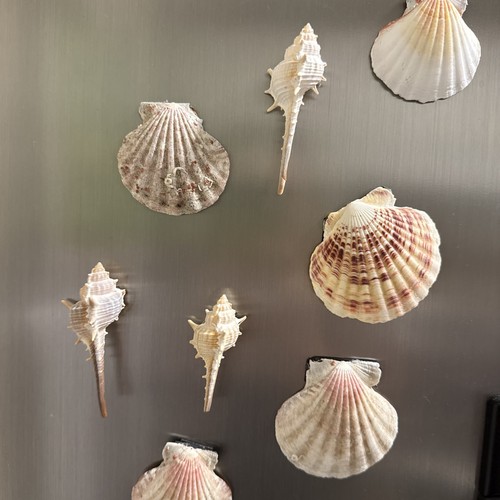 Natural sea shell magnets - shell,