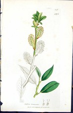 Old Print Salix Croweana British Plants Botany 1847 Sowerby Smith Colour 19th