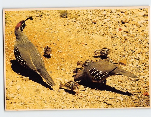 Postcard arizona gambel - postcard,