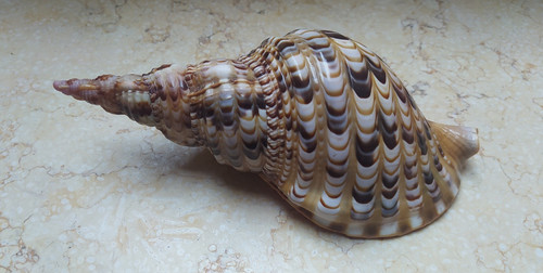 Charonia tritonis trumpet - tritonis,