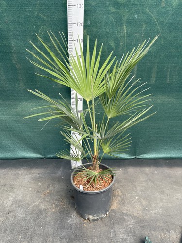 Trachycarpus fortunei - , x