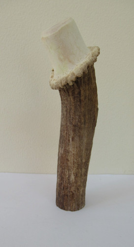 Scottish red deer - scottish, antler