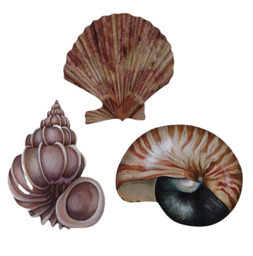 Shell magnet set sea - magnet,