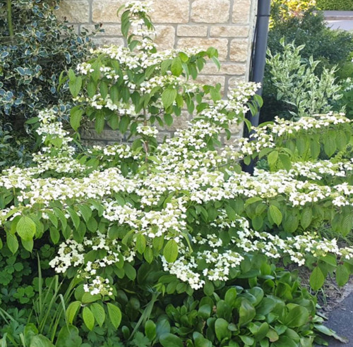 Wedding cake tree - tree, viburnum