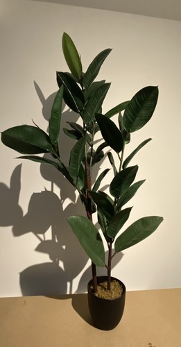 Ficus elastica rubber plant - ficus,