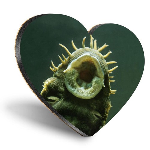 Heart mdf coaster bristlenose - coaster,