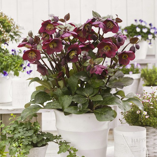 Hellebore frostkiss annas red - frostkiss,