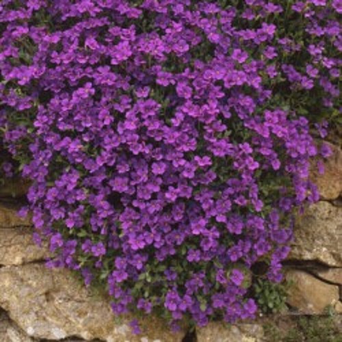 Aubrieta royal violet - ,