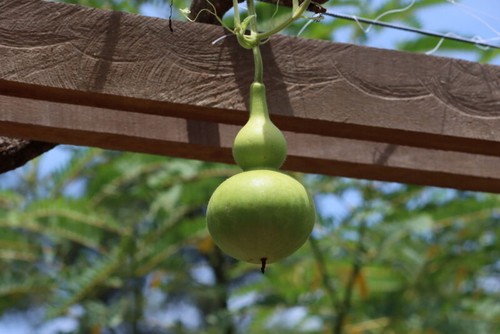 Gourd birdhouse seeds - gourd,