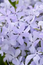 Phlox 'Blue Moon'