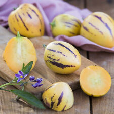 Pepino Melon 'Copa'. XL Plug Plants x 3. Melon Pear. Healthy fruit
