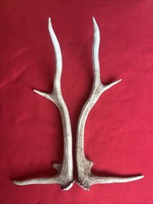 PAIR OF RED DEER ANTLERS 418g.   aprox. 44,5cm.