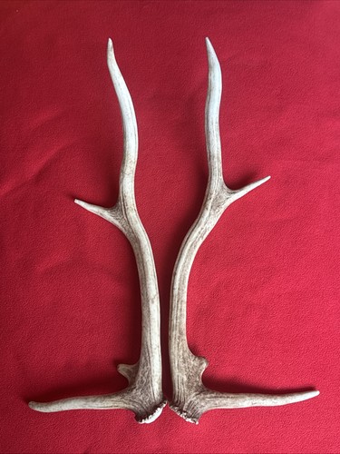 Pair red deer antlers 418g - pair,