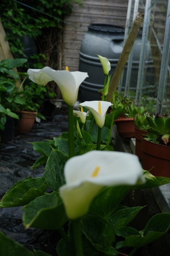 Arum lily flowers pretty - arum,