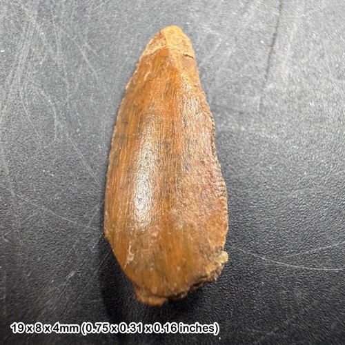 Genuine raptor dinosaur - , tooth