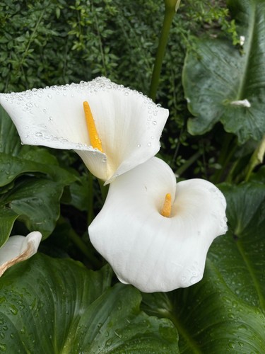 White arum lily - arum,