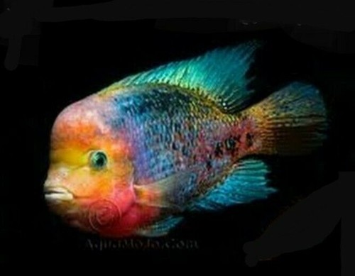 Fantastic synspilum cichlid - fantastic,
