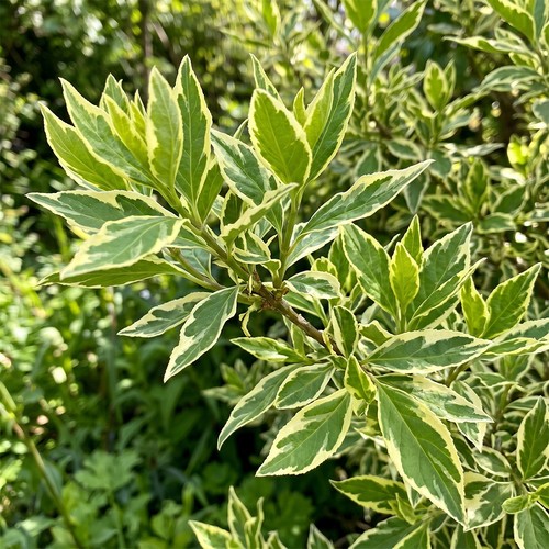 Forsythia discovery variegated - forsythia,