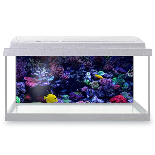 Fish tank background coral - background,