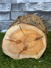 20 Year Air Dried Yew (I