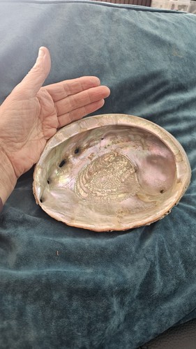 Vintage natural abalone shell - abalone,