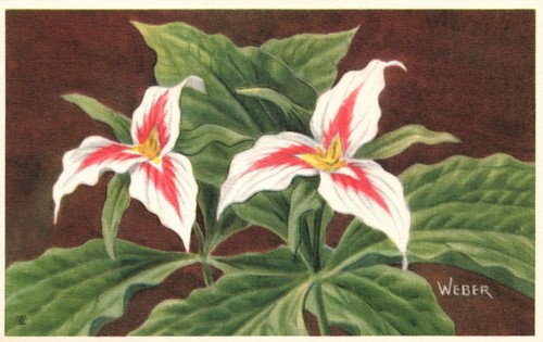 Postcard painted trillum - painted,