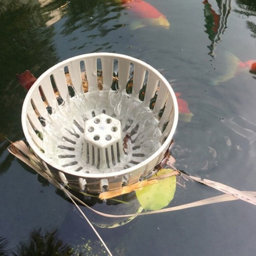 For koi pond - koi, skimmer