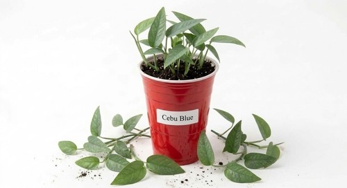 Full plant cup 5 live - plant,