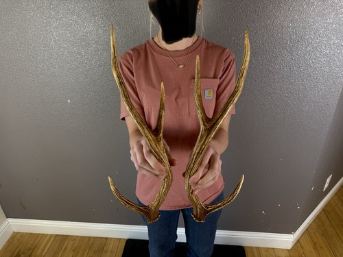 Matched set axis deer - matched,
