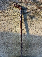 Good Irish Blackthorn Walking