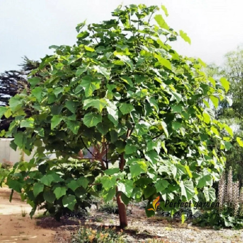 200 seeds paulownia princess - 200,