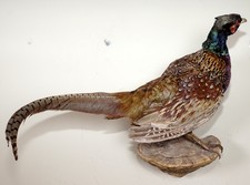 Beautiful Hunting Pheasant