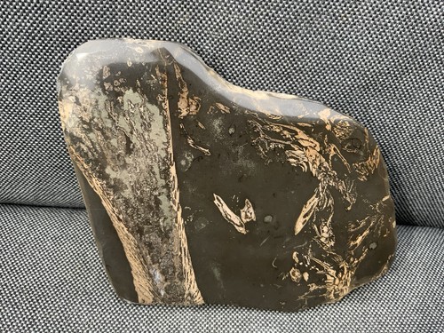 Rare fossil fish bones - rare,