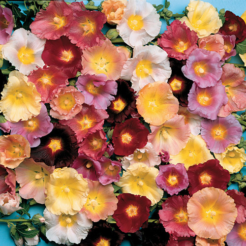 Hollyhock antwerp mix 100 - antwerp,