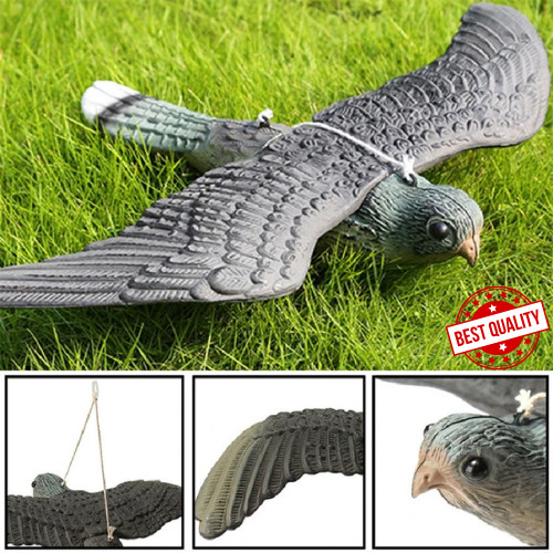 Flying falcon hawk - flying,