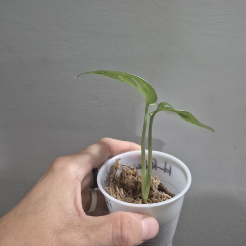Monstera adansonii - adansonii,