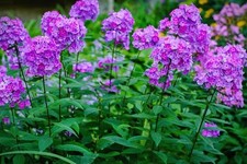 Phlox paniculata laura - phlox, 'laura'