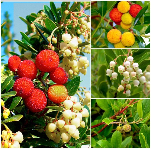 Dwarf strawberry tree arbutus - dwarf,