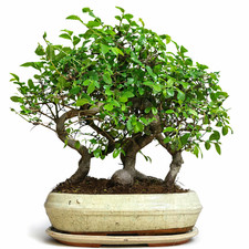 Chinese Elm Bonsai Tree -