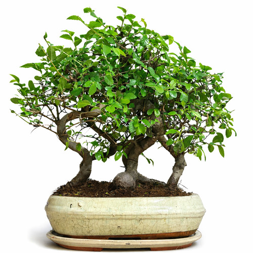 Chinese elm bonsai tree - tree,