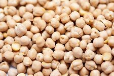 Chick pea - Yellow - 40+ seeds - RESISTENT and YIELDING! H 038