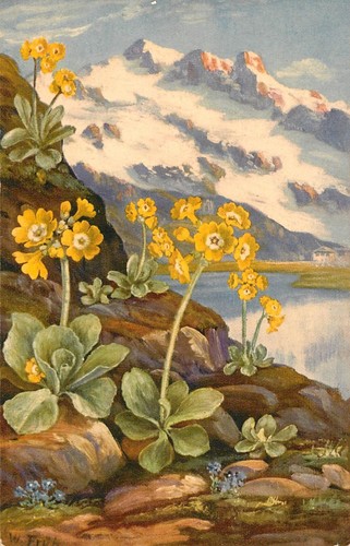 Primula auricula w - w, fruh