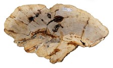 Fossil Wood, Petrified Wood