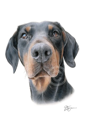 Doberman pinscher colour - doberman,