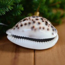 SEASHELLS Polished High